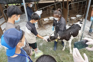 小学生たちが牛と触れ合っている写真